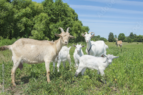 The family of goats grazing in the meadow.