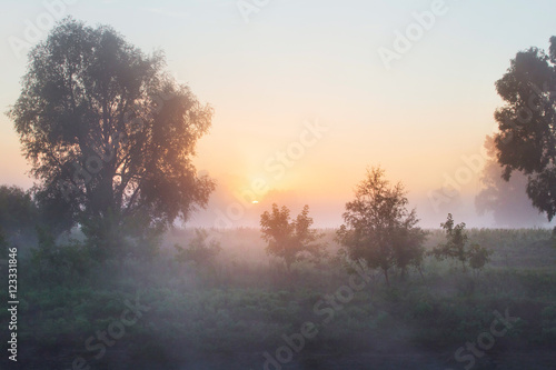 thick fog in the grove