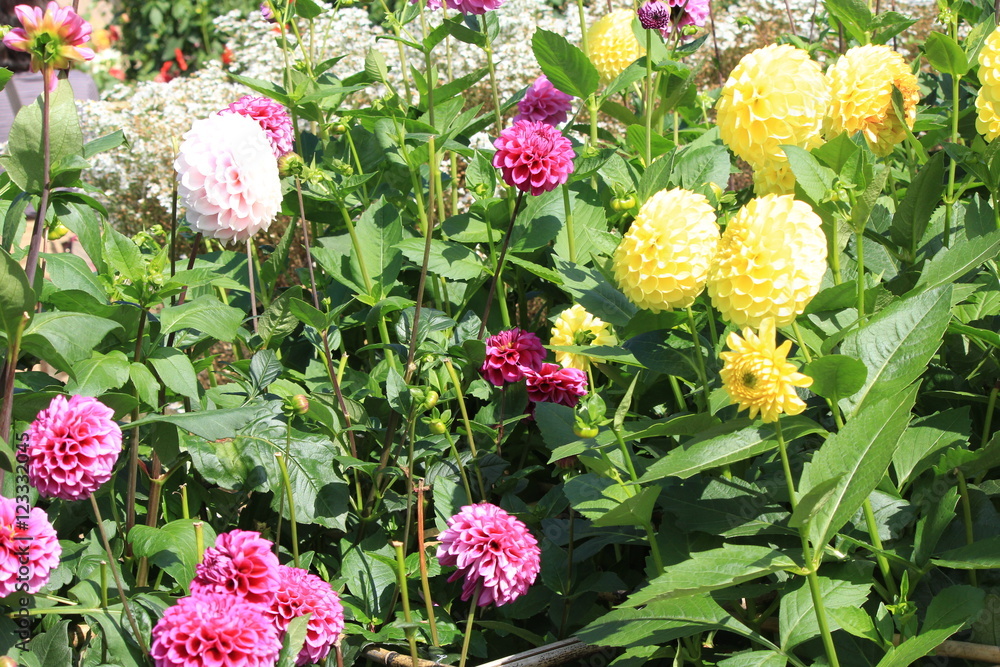 Bright Dahlia in Yamagata Japan Bright Dahlia in Yamagata Japan
