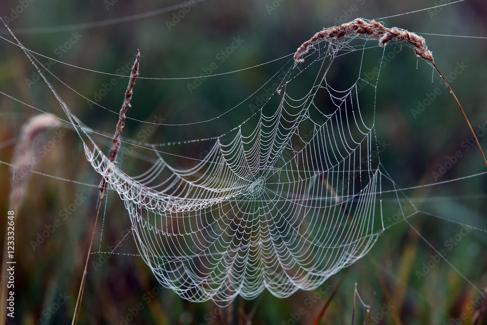 cobwebs on the grass