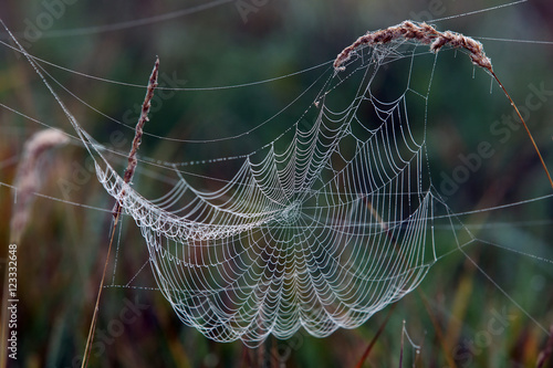 cobwebs on the grass