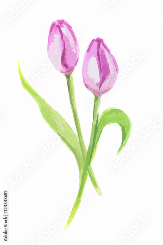 Isolated watercolor tulip on white background