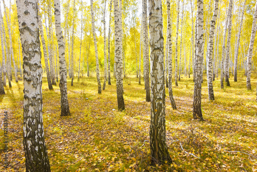 Obraz premium autumn forest