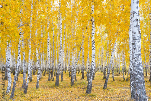 Fototapeta samoprzylepna jesień brzozowy las