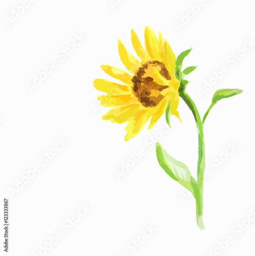 Isolated watercolor sunflower on white background