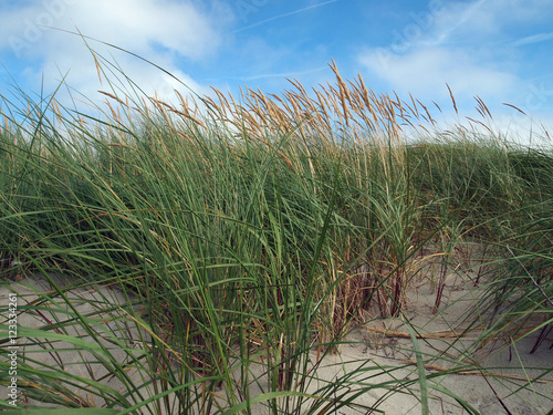 Fototapeta Naklejka Na Ścianę i Meble -  beach grass (Ammophila arenaria) at Heligoland Island (Dune), Germany