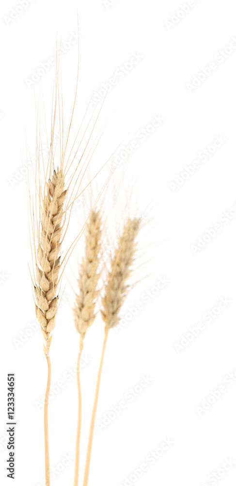 Wheat Bunch on white. Wheat Bunch on white.