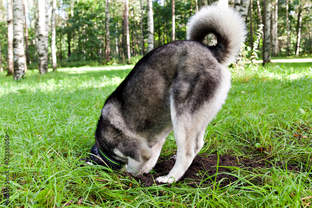 Fototapeta premium Siberian Husky hunts for mouse