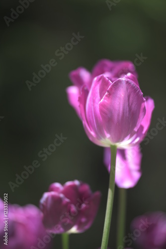 purple tulip