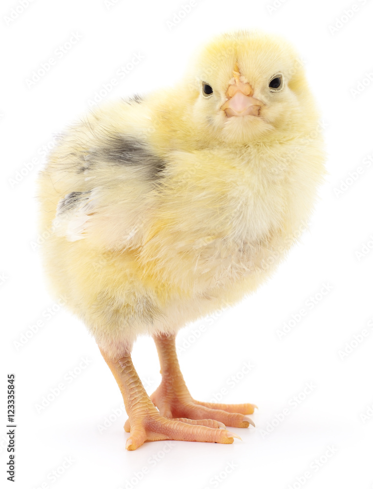 Fototapeta premium Small yellow chicken