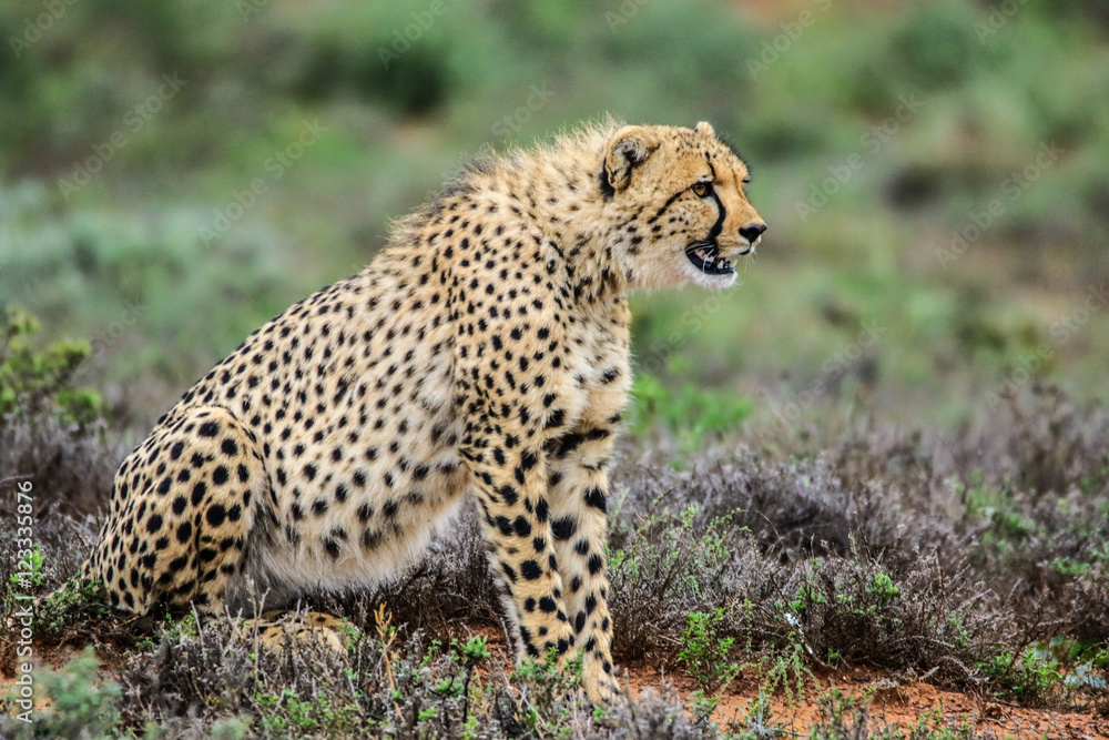 Cheetah Safari Shoot South Africa Cheetah Safari Shoot South Africa