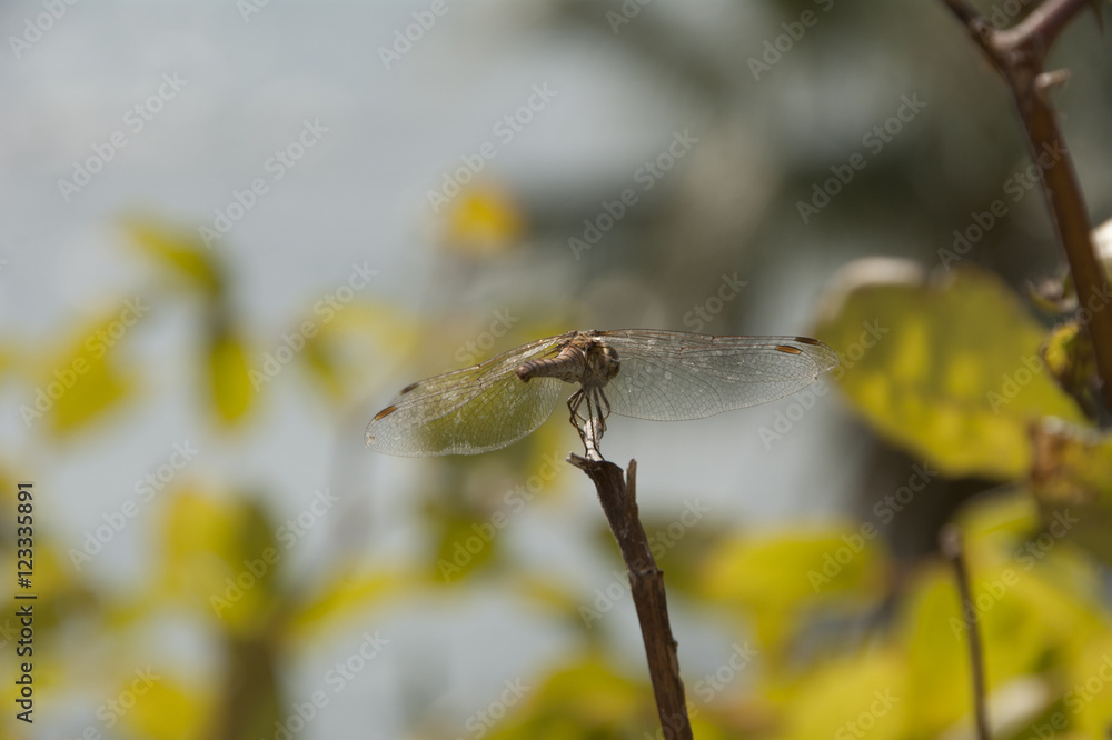 Dragonfly Dragonfly