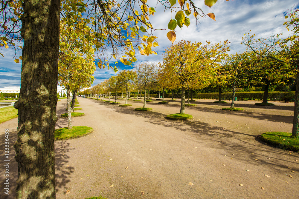 Naklejka premium beautiful autumn park