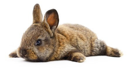 Brown bunny rabbit.