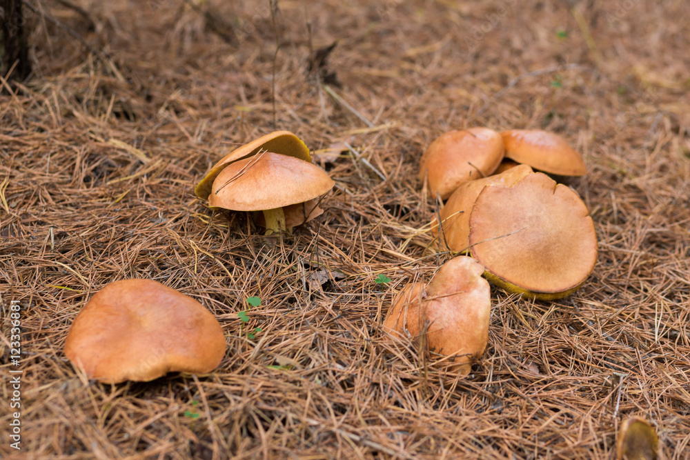 Edible mushroom boletus edulis in autumn forest around which spruce branches Edible mushroom boletus edulis in autumn forest around which spruce branches