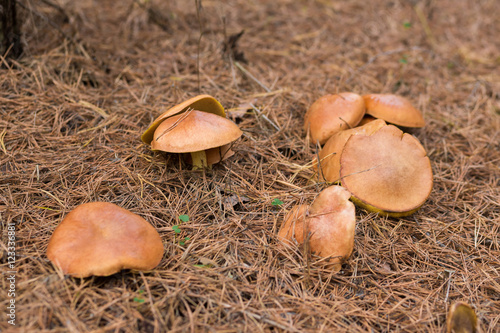 Edible mushroom boletus edulis in autumn forest around which spruce branches