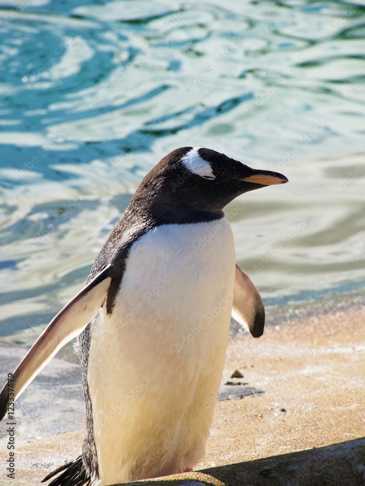 Fototapeta premium gentoo penguin standing by water