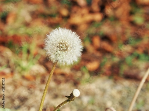dandelion seeds in autumn