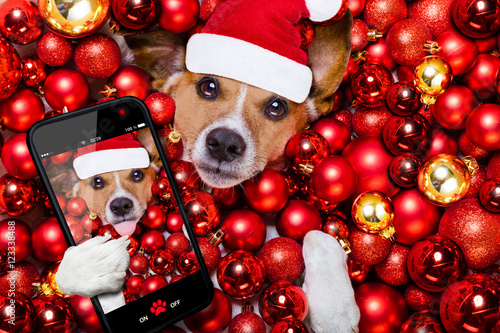 christmas santa claus dog and xmas balls as background photo