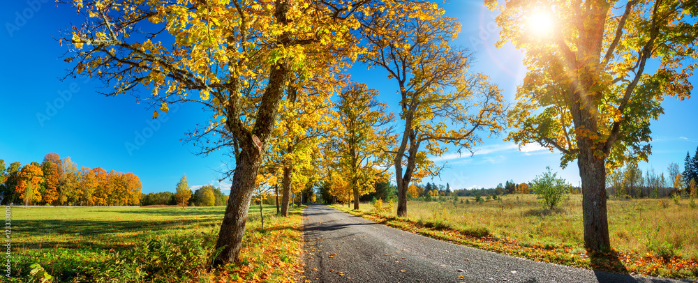 asphalt road with beautiful trees on the sides in autumn asphalt road with beautiful trees on the sides in autumn