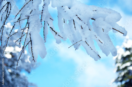 winter forest spruce