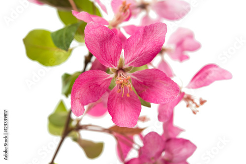 pink apple flower