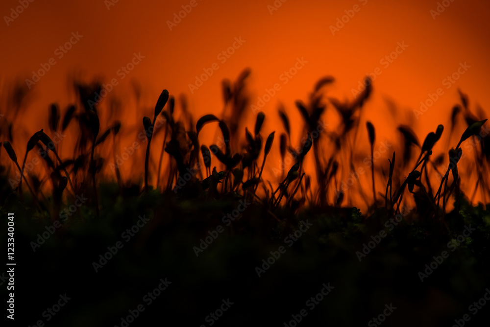 moss background macro red black moss background macro red black