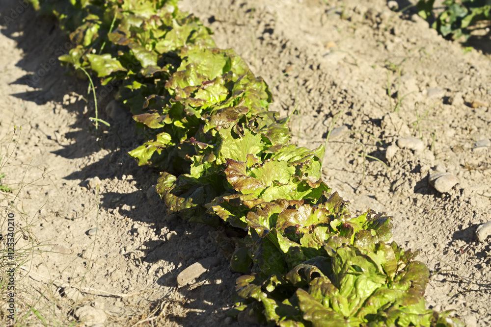 lettuce vegetable crops in Castilla fields, Spain lettuce vegetable crops in Castilla fields, Spain