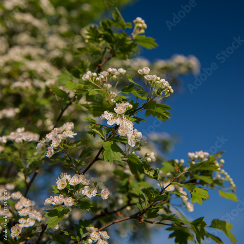 inflorescence flowering hawthorn flowers