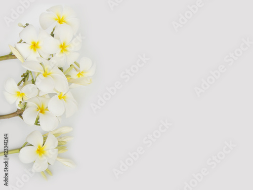 Beautiful tropical frangapani flower on white background © swisty242