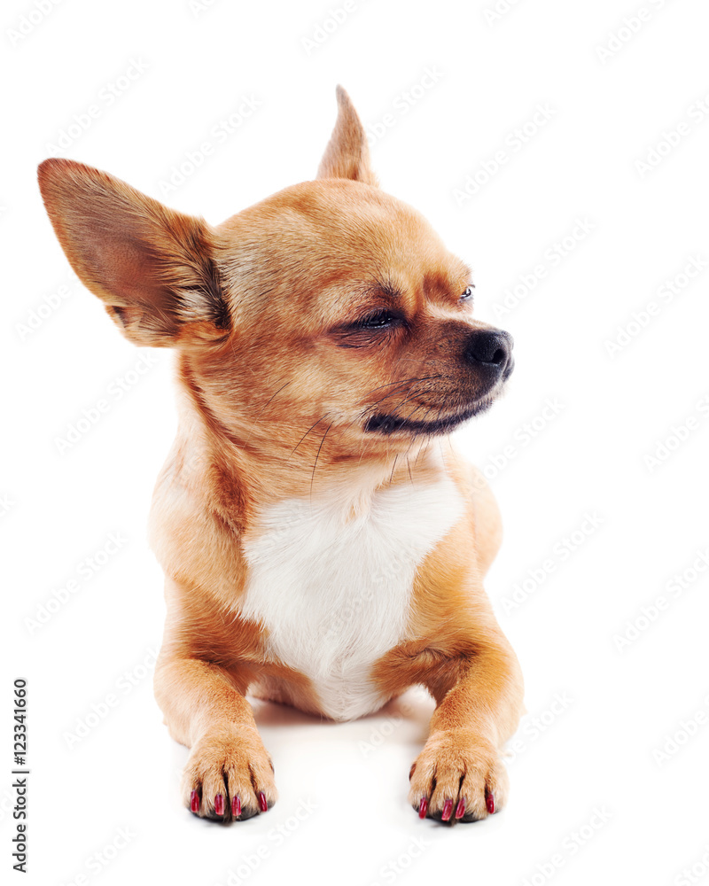 Red chihuahua dog isolated on white background. Red chihuahua dog isolated on white background.