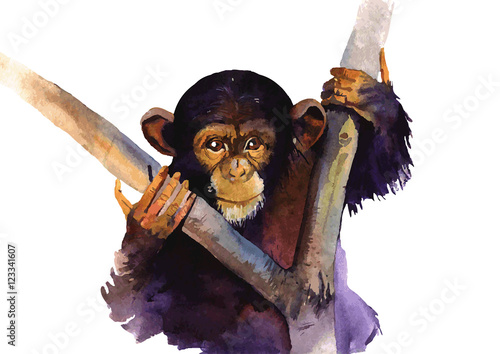  vector illustration, watercolor monkey
