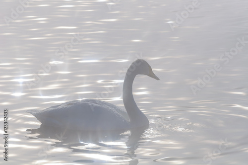 swan birds lake winter sunlight