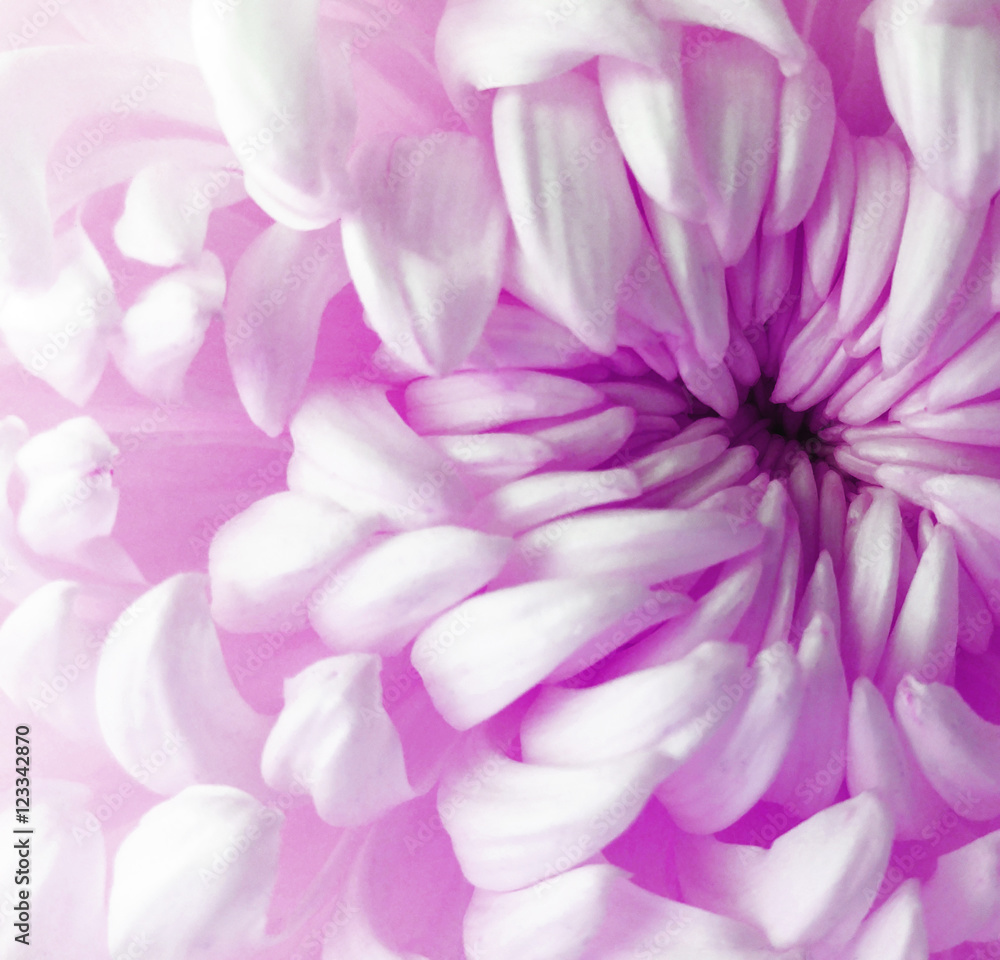 white  purple  pink     chrysanthemum flower.  Closeup. Macro. Nature. The air like a cloud. tender flower. soft flower.