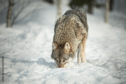 A Lone Wolf in Snow © andyastbury