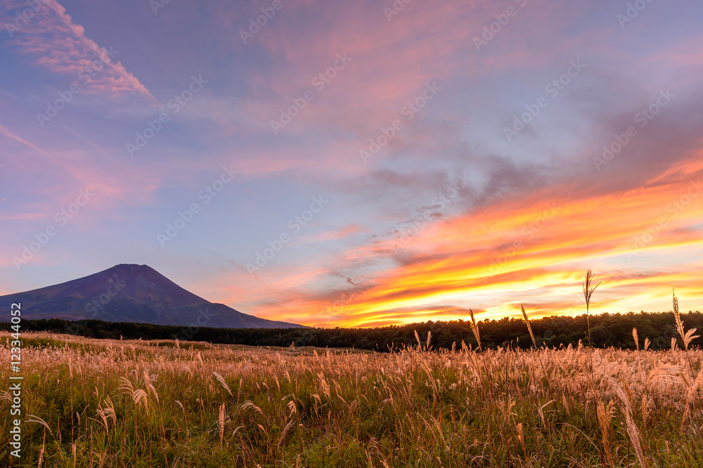 夕焼けに映えるススキと富士山