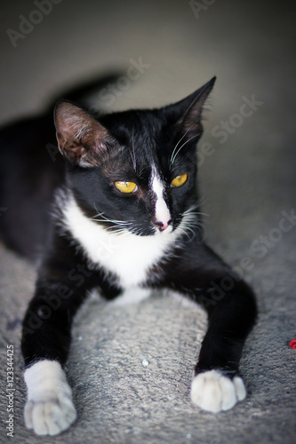 close up Thai black cat photo