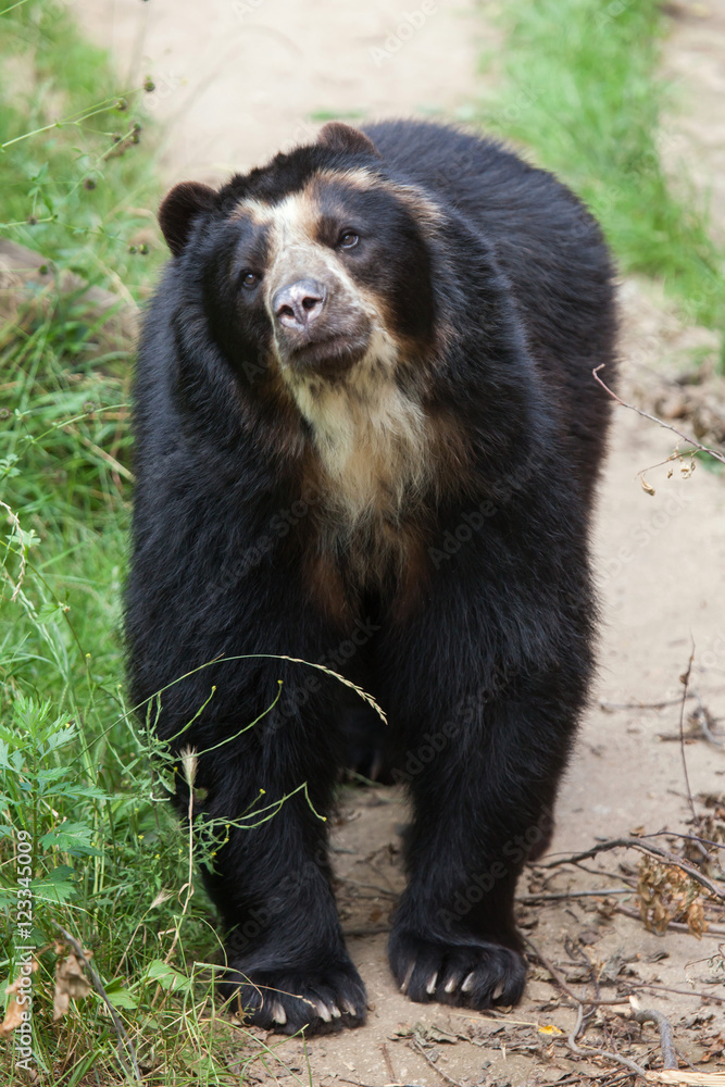 Spectacled bear (Tremarctos ornatus) Spectacled bear (Tremarctos ornatus)