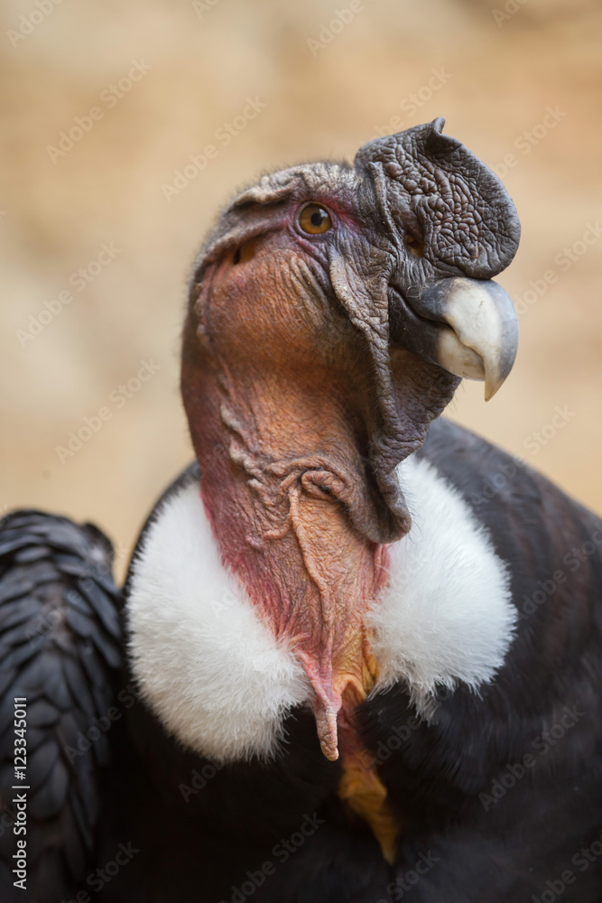 Fototapeta premium Andean condor (Vultur gryphus).