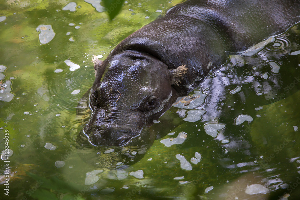 Fototapeta premium Pygmy hippopotamus (Choeropsis liberiensis).