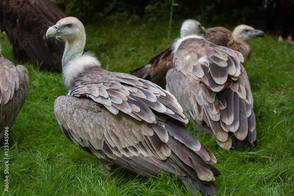 Griffon vulture (Gyps fulvus). Griffon vulture (Gyps fulvus).
