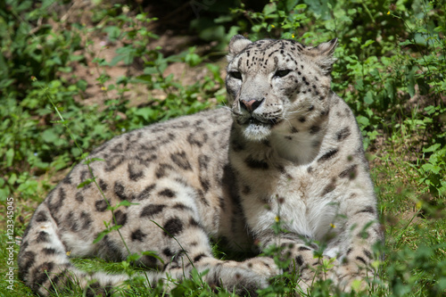 Snow leopard (Panthera uncia). © Vladimir Wrangel