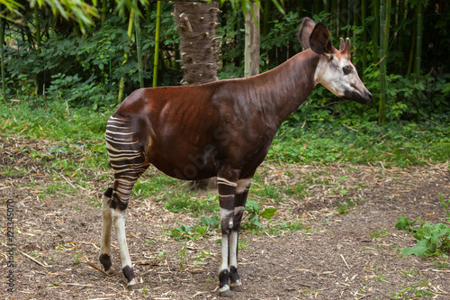 Okapi (Okapia johnstoni).