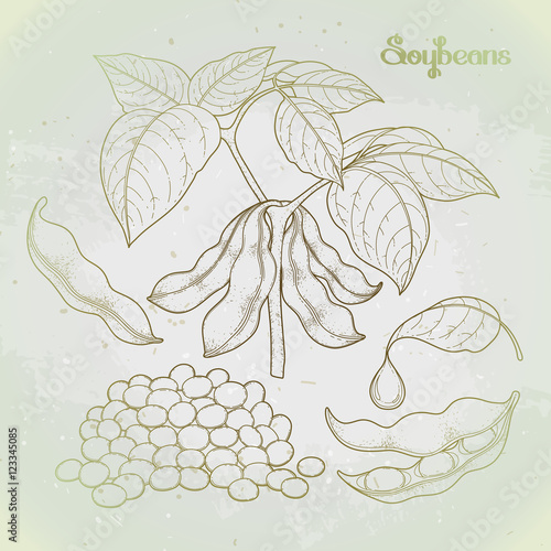 Graphic soybean collection