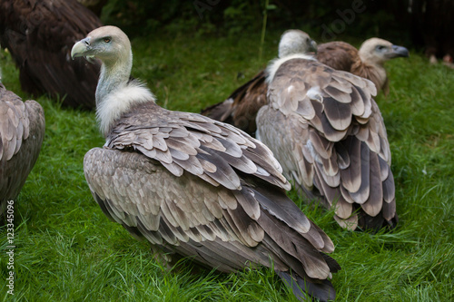 Griffon vulture  Gyps fulvus .