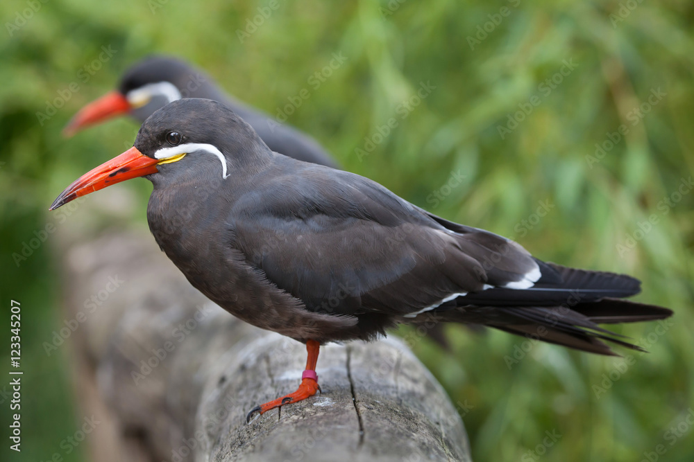 Naklejka premium Inca tern (Larosterna inca).