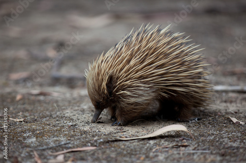 Fotografia Echidna Nose