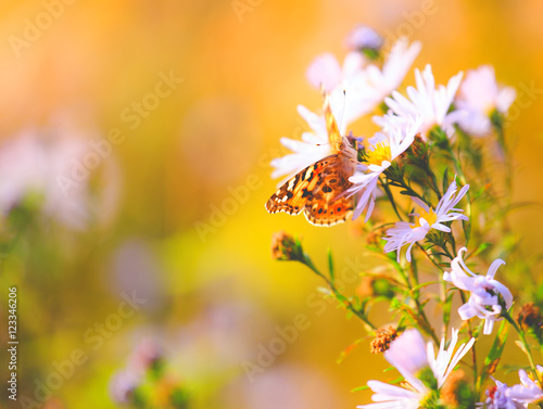 Natural vibrant background with painted lady butterfly. photo