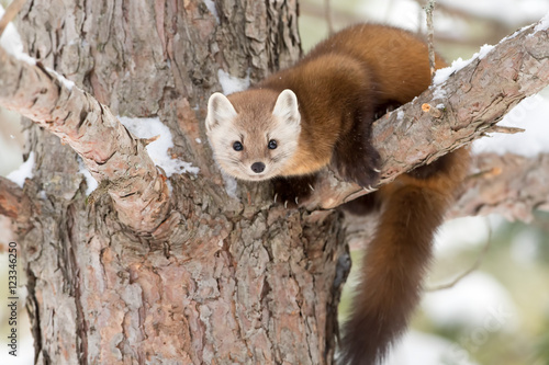 Pine marten in tree in Algonquin Park, Canada in winter