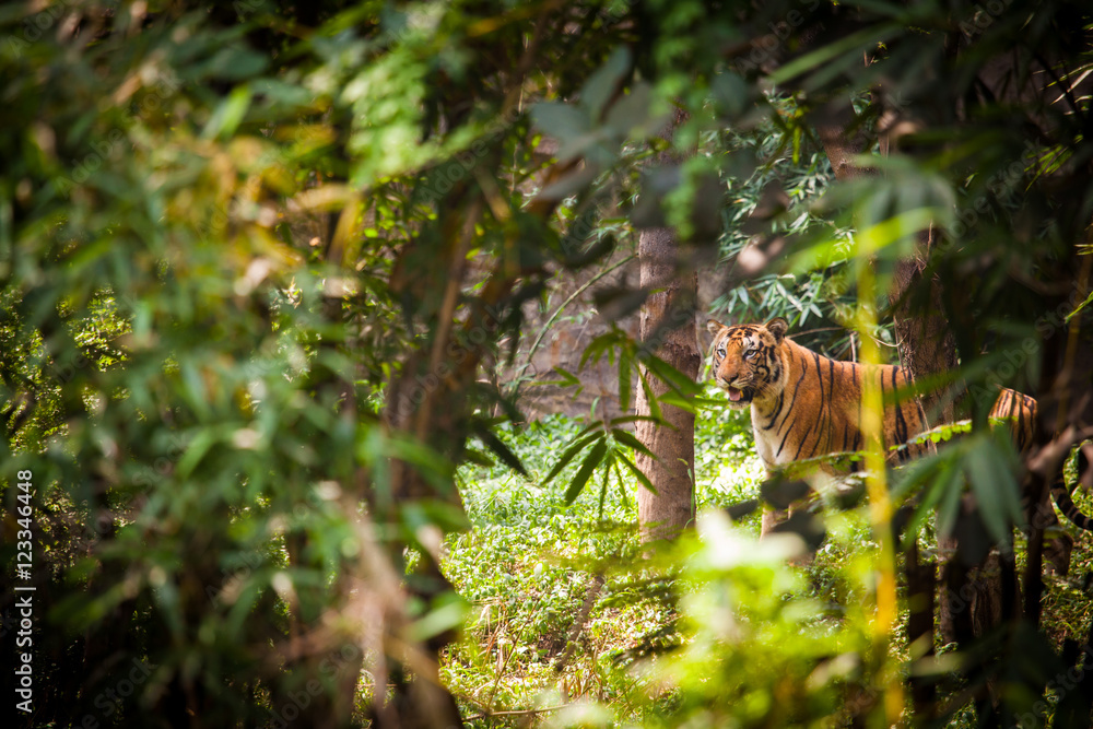 Obraz premium Tygrys bengalski